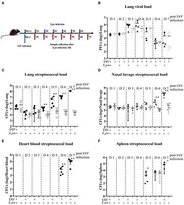 IL-6 During Influenza-Streptococcus pneumoniae Co-Infected Pneumonia—A Protector